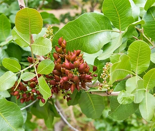 Wild Pistachio Tree - Majestic Beauty