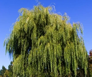 Willow Tree Branches - Natural Medicine