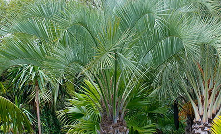 Wine Palm Tree - Nature's Tropical Treasure