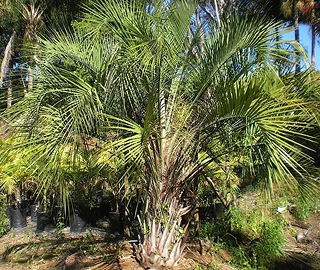 Wine Palm Tree - Majestic Beauty
