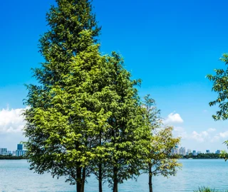 Indian Cork Fig Tree
